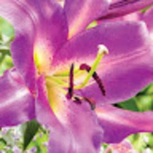 Meet your Posher, Alivia